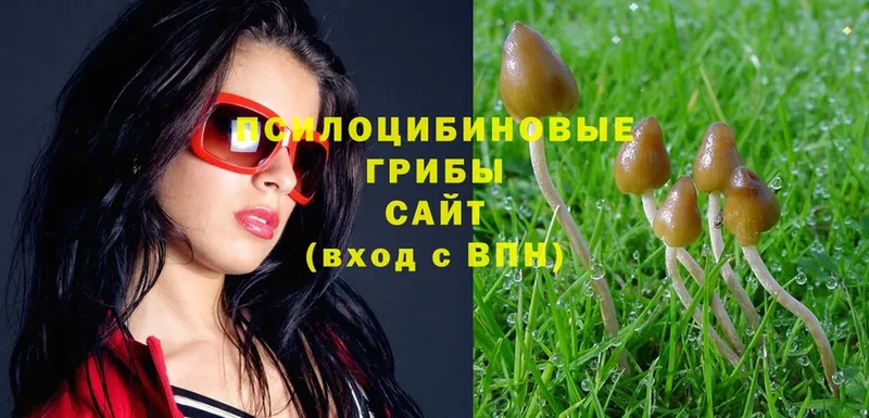 Галлюциногенные грибы Psilocybe Майский